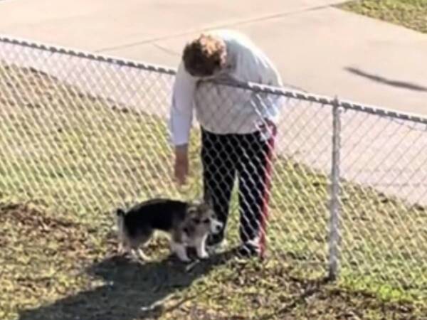 「ウルッときた」　いつもフェンス越しにコーギーをなでてくれる隣人が？