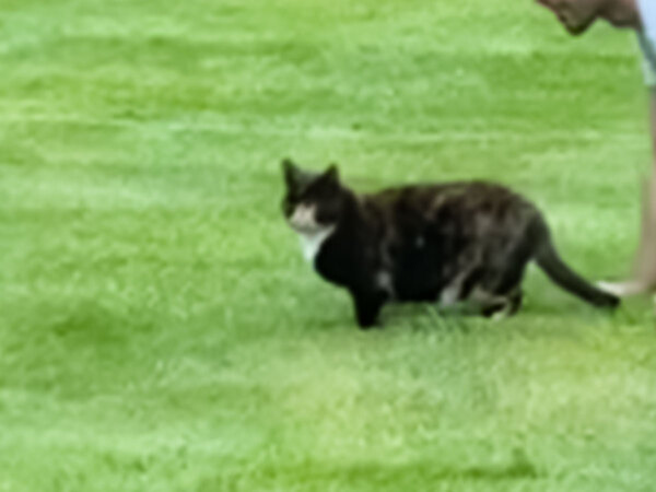 「猫なんていらない」といった夫　現在の姿に「笑った」「この人を離しちゃダメ」