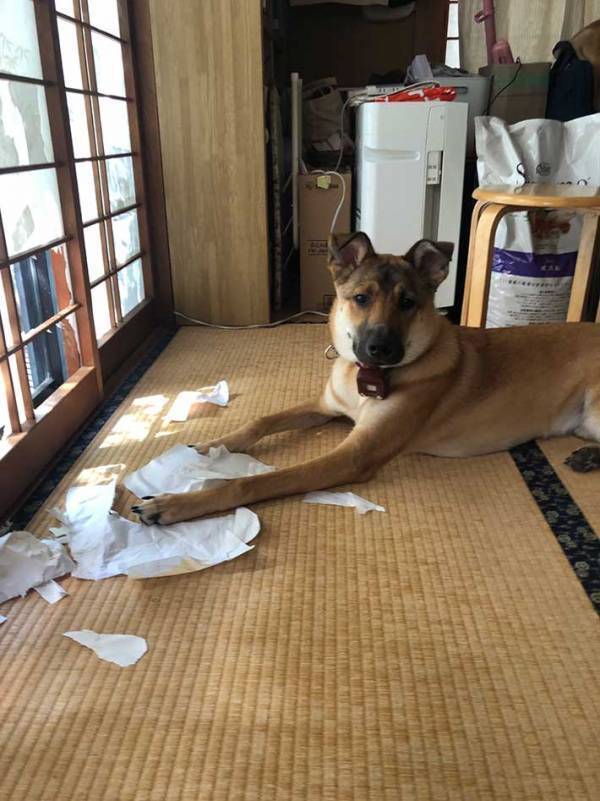 障子を貼り替えた翌朝？　言葉を失う光景に「ゴメン笑った」「いい顔してる」