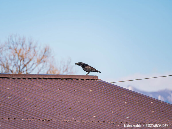 配達員「荷物をカラスが…」　まさかの珍事件に「そんなことある！？」「涙出る」