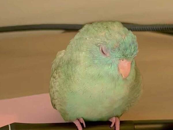 『３０分間』動かなかった鳥　止まった場所が…「かわいすぎ」