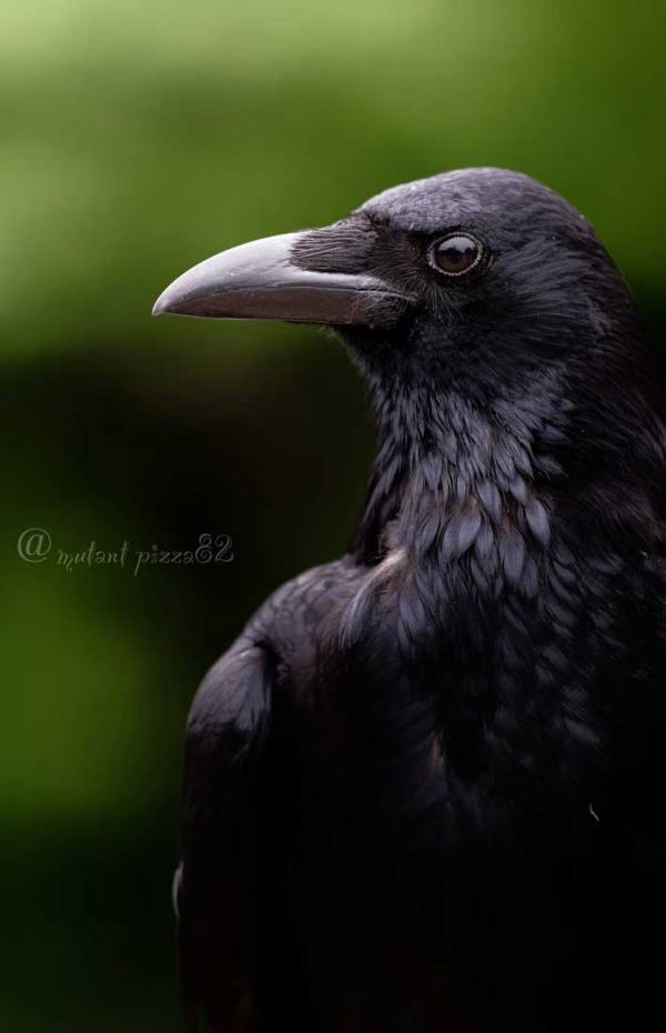 カラスをアップで撮影　全体をよく見ると？「キマッている」「イケメン」