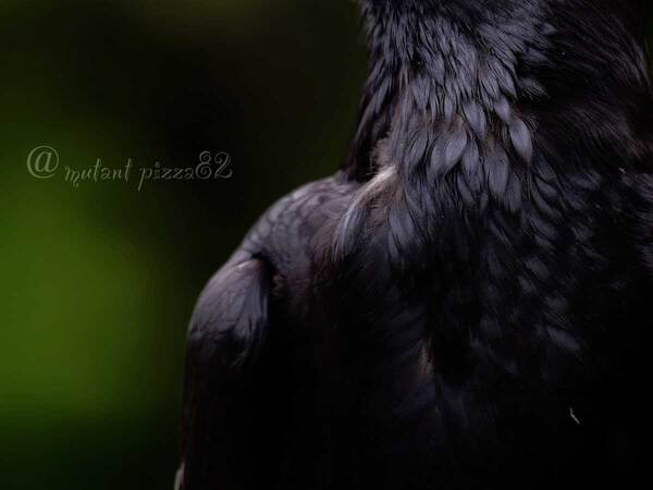 カラスをアップで撮影　全体をよく見ると？「キマッている」「イケメン」