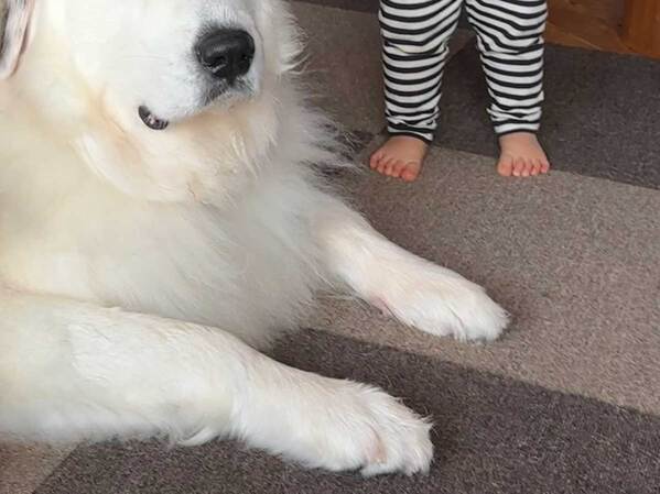 ２歳児のウソ泣きを見抜いた犬　表情に「吹いた」「かわいすぎる」
