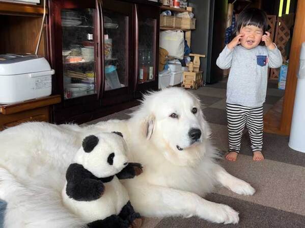 ２歳児のウソ泣きを見抜いた犬　表情に「吹いた」「かわいすぎる」