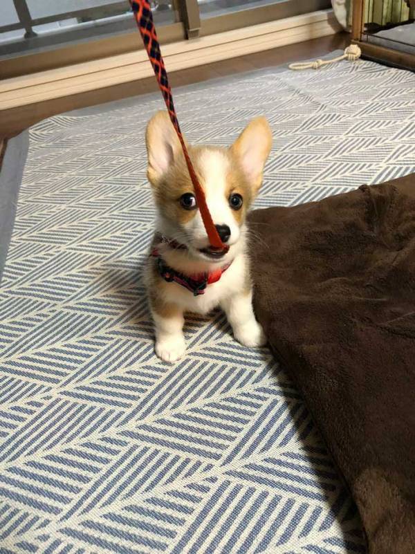 子犬のコーギー　５年後の姿に「二度見した」「どういう状況？」