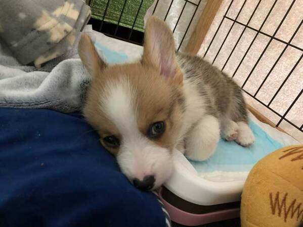 子犬のコーギー　５年後の姿に「二度見した」「どういう状況？」