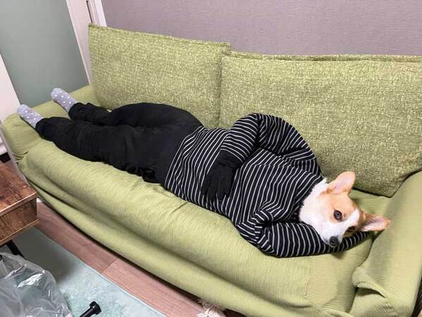 子犬のコーギー　５年後の姿に「二度見した」「どういう状況？」