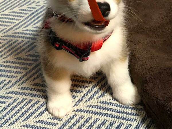 子犬のコーギー　５年後の姿に「二度見した」「どういう状況？」