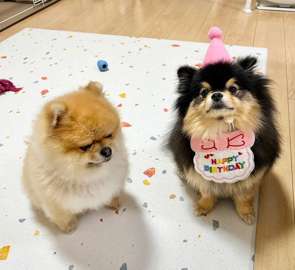 誕生日でウキウキのポメ　その隣を見ると…「笑っちゃった」「いい表情」