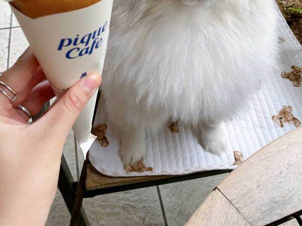 犬にアザラシクレープを見せると？　表情に「すごい顔」「動揺していてかわいい」