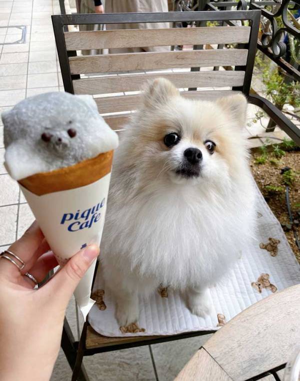 犬にアザラシクレープを見せると？　表情に「すごい顔」「動揺していてかわいい」