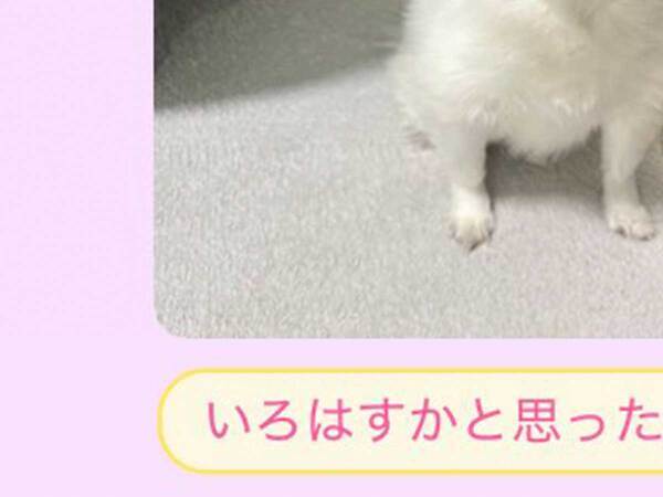 『チワワの写真』に付いたコメントが？　LINE画面に「面白すぎて無理」「じわじわくる」