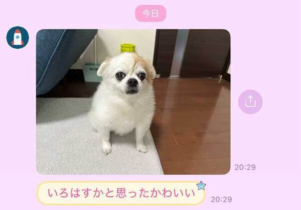 『チワワの写真』に付いたコメントが？　LINE画面に「面白すぎて無理」「じわじわくる」