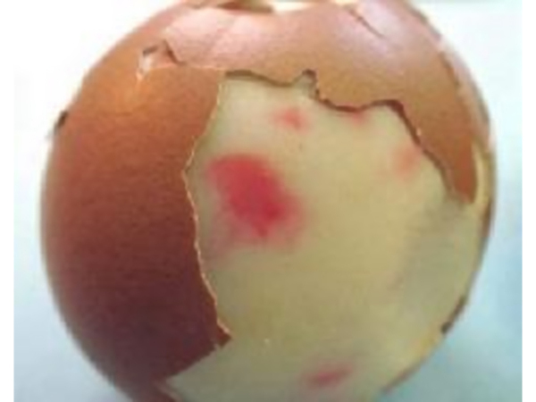 卵の異変に要注意！　殻をむいたら「え？」　白身がピンク色なワケ