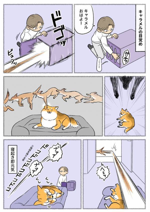 ストレッチする愛犬　もう１匹が…？「笑った」「外で読むんじゃなかった」