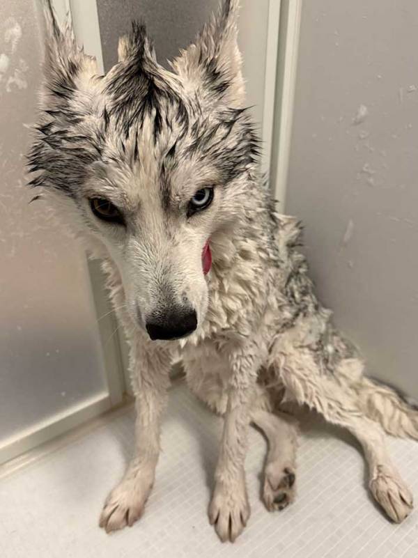 シャンプー中の愛犬が『モヒカン』に　漫画みたいな顔に「爆笑した」