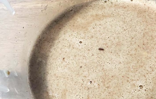 マヨネーズで作る！　キユーピーが教える簡単デザートに「家族が喜んでくれた」