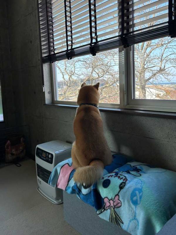 飼い主の帰りを待つ愛犬　２か月ぶりの再会に『３５万人』が爆笑した理由とは？