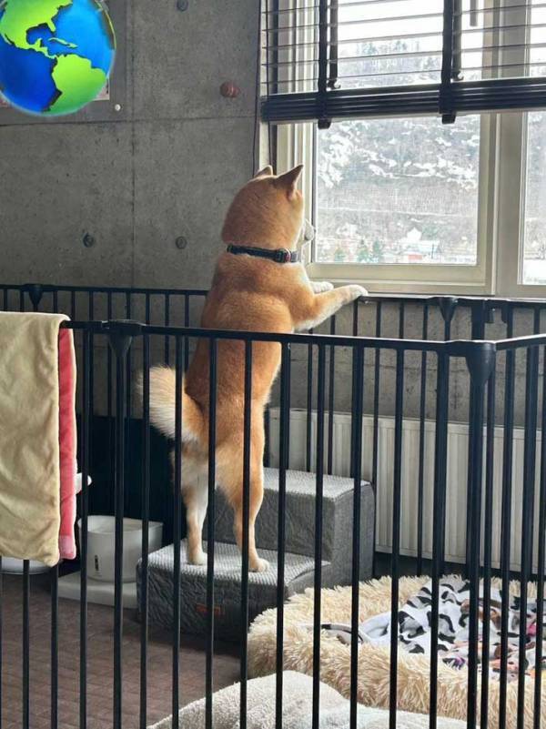 飼い主の帰りを待つ愛犬　２か月ぶりの再会に『３５万人』が爆笑した理由とは？