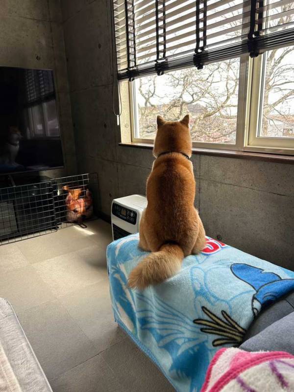 飼い主の帰りを待つ愛犬　２か月ぶりの再会に『３５万人』が爆笑した理由とは？