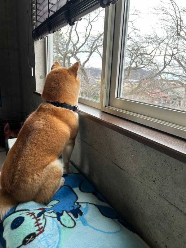 飼い主の帰りを待つ愛犬　２か月ぶりの再会に『３５万人』が爆笑した理由とは？