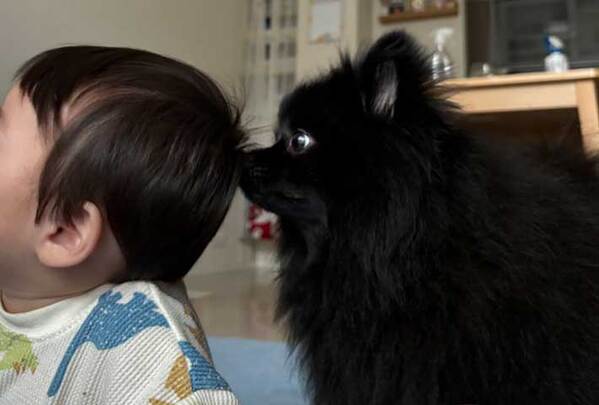 赤ちゃんの後頭部を見つめるポメ　何をしているのかというと…？