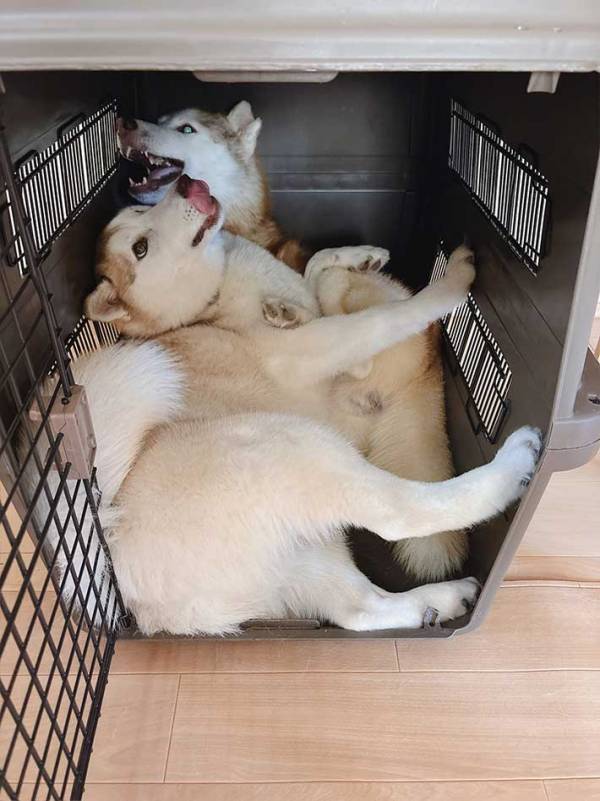 父親を追いかけたシベリアンハスキー　向かった先は？「これは本当に…」