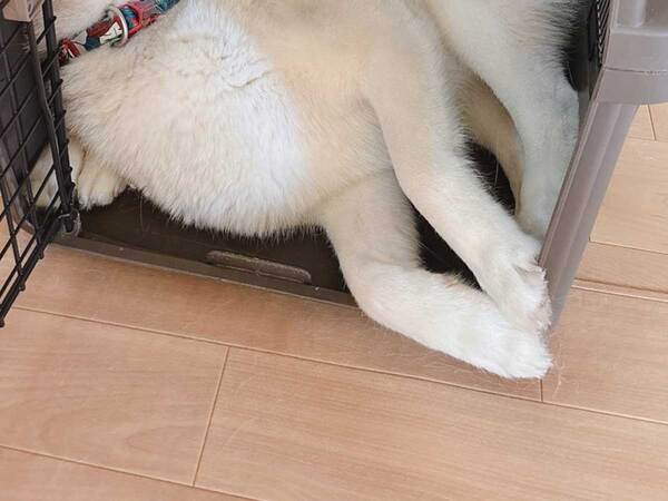 父親を追いかけたシベリアンハスキー　向かった先は？「これは本当に…」