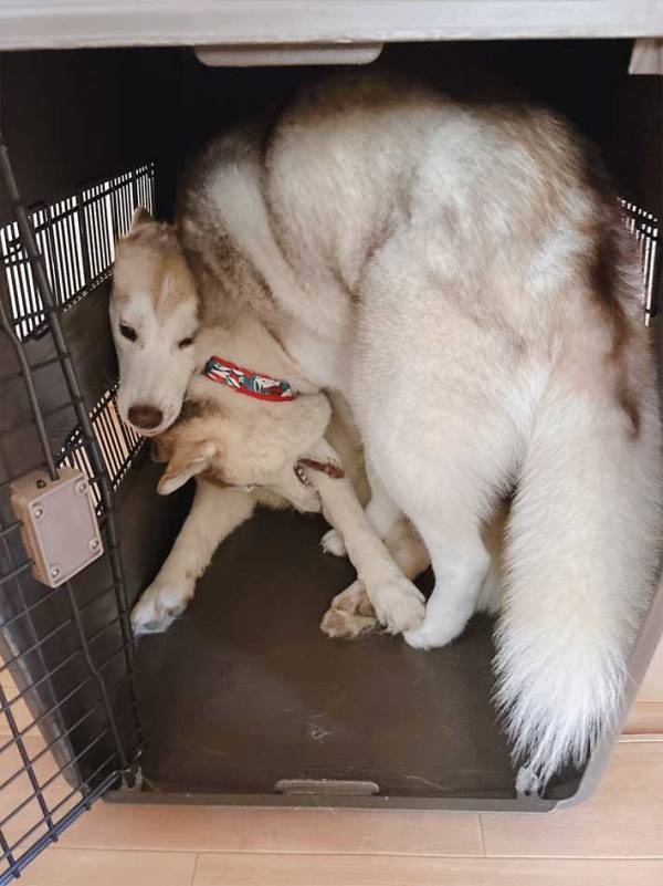 父親を追いかけたシベリアンハスキー　向かった先は？「これは本当に…」