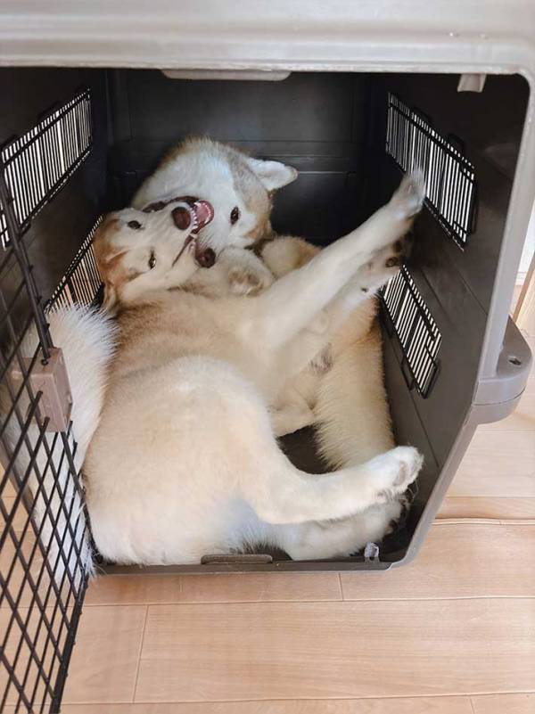 父親を追いかけたシベリアンハスキー　向かった先は？「これは本当に…」