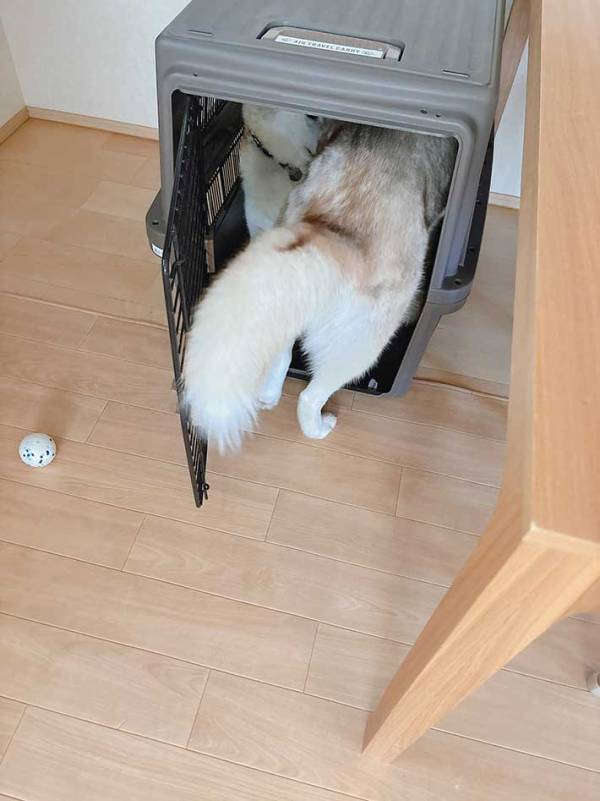 父親を追いかけたシベリアンハスキー　向かった先は？「これは本当に…」