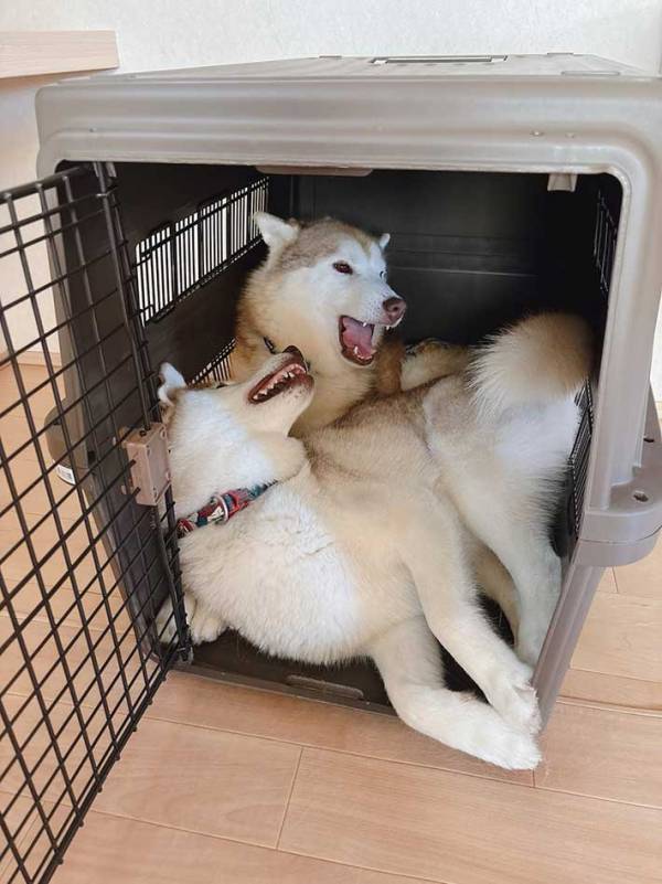 父親を追いかけたシベリアンハスキー　向かった先は？「これは本当に…」