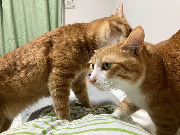 横になった途端にやってきた２匹　その行動に「やめてあげて」「笑った」