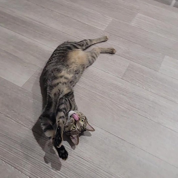 「アインシュタイン」「最強級にかわいい」　猫の『定番くつろぎスタイル』にクスッ！