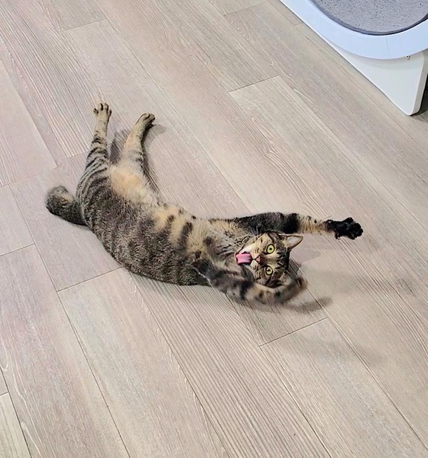 「アインシュタイン」「最強級にかわいい」　猫の『定番くつろぎスタイル』にクスッ！