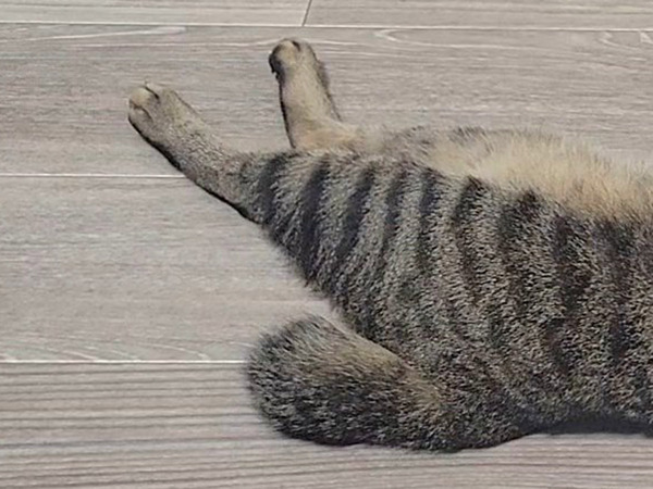 「アインシュタイン」「最強級にかわいい」　猫の『定番くつろぎスタイル』にクスッ！