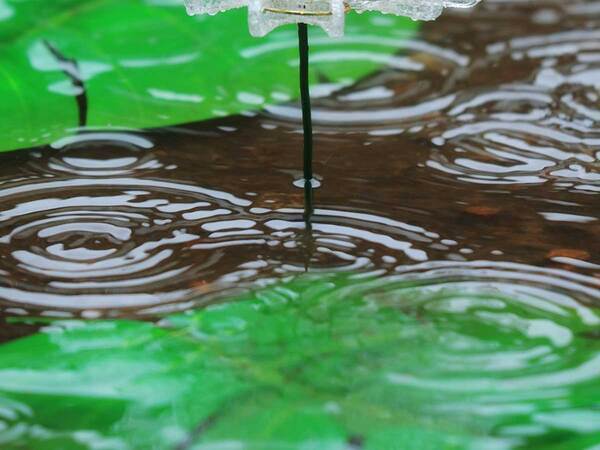この『蓮の池』、実は…？　まさかの真実に「すごすぎ」「本物よりきれいかも」