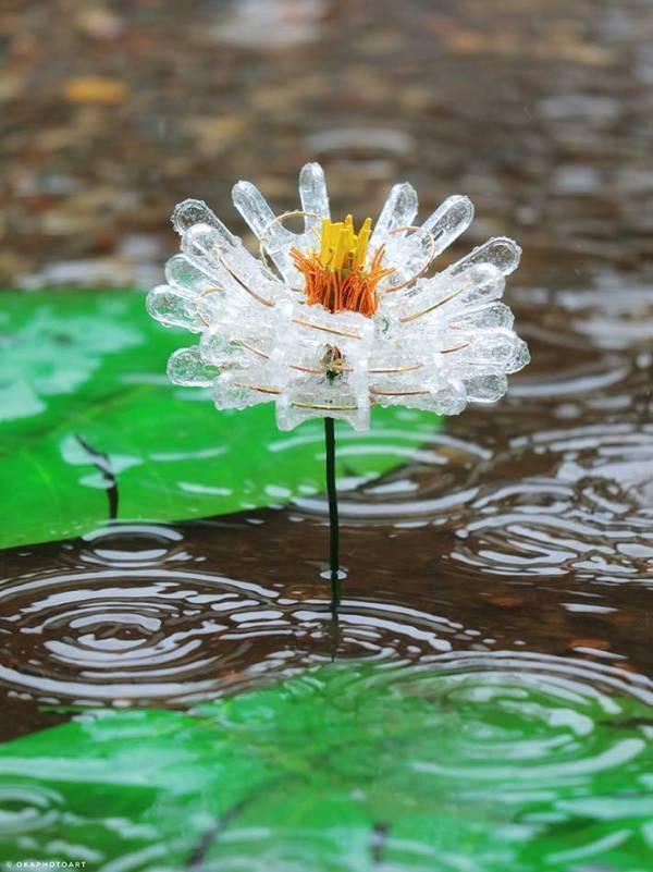 この『蓮の池』、実は…？　まさかの真実に「すごすぎ」「本物よりきれいかも」