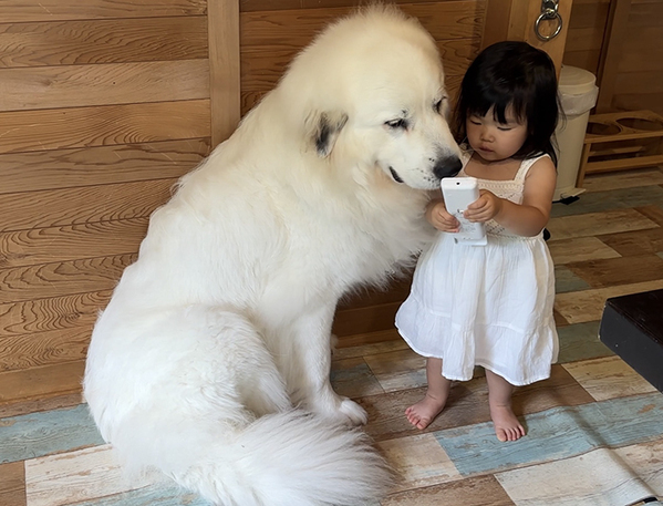 暑がりな２歳児と大型犬　とった行動が？「これは許す」「そりゃ暑いわ」