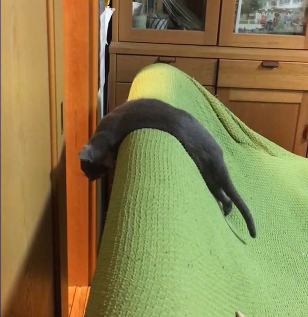 「わー！とっても長いウナギ！」「フェレットかと思った」　目を疑う人が続出した『１枚』が？