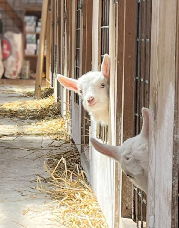 北海道の牧場で暮らす『にこやかなヤギ』　手前には、まるで『悪役』のような…？