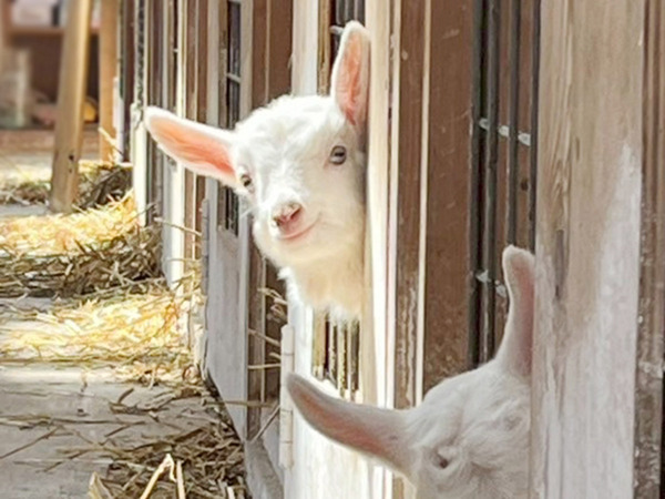 北海道の牧場で暮らす『にこやかなヤギ』　手前には、まるで『悪役』のような…？