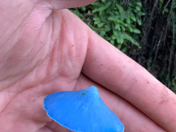 原生林で初めて遭遇したのは？　神秘的な姿に「目を疑った」「信じられない」