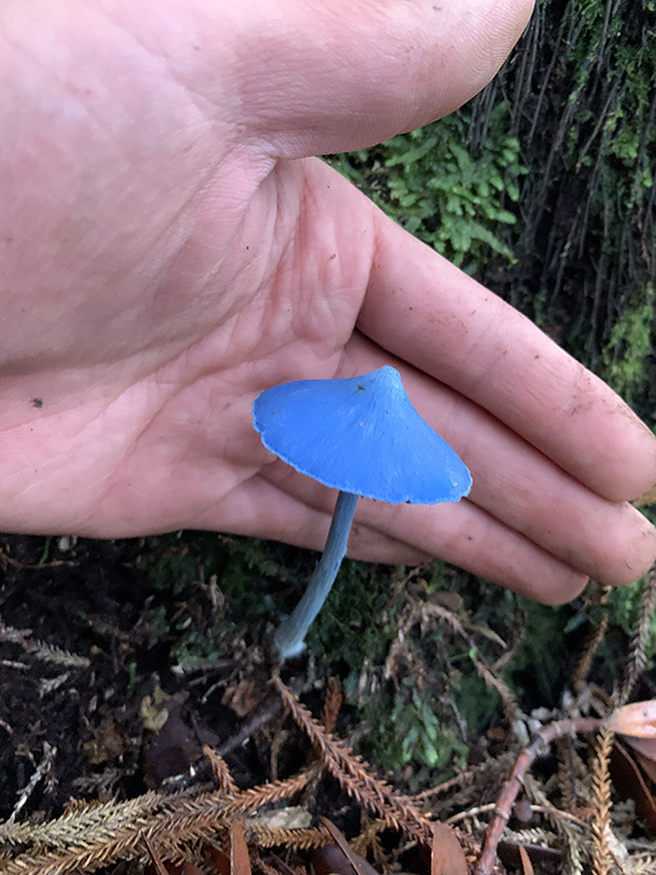 原生林で初めて遭遇したのは？　神秘的な姿に「目を疑った」「信じられない」