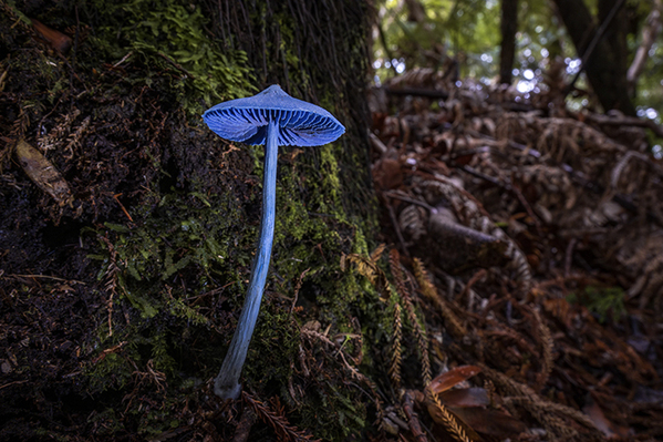 原生林で初めて遭遇したのは？　神秘的な姿に「目を疑った」「信じられない」