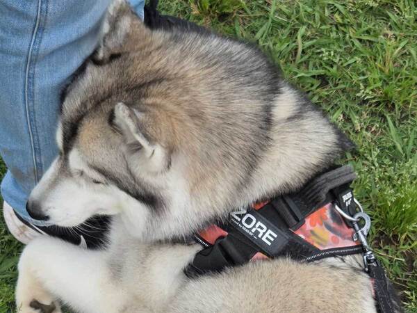 ドッグランに来たけど…　ハスキーの『まさかの姿』に「ギャップがたまらん」