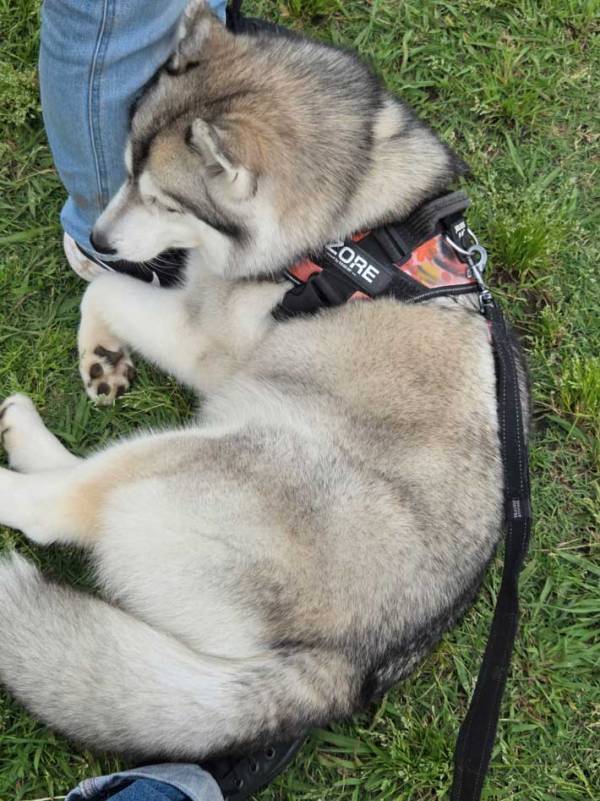 ドッグランに来たけど…　ハスキーの『まさかの姿』に「ギャップがたまらん」