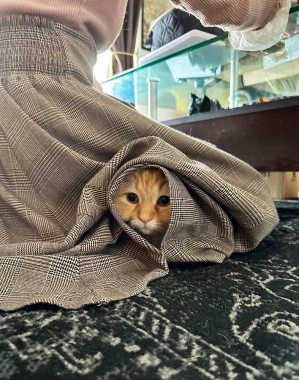 外出のため化粧をする妻　離れたくない猫の行動に「賢いな」「これは連れていくしかない」