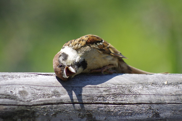 スズメの写真に「完全に一致」　その姿が？「昨晩の自分じゃん」「なんだこの既視感」
